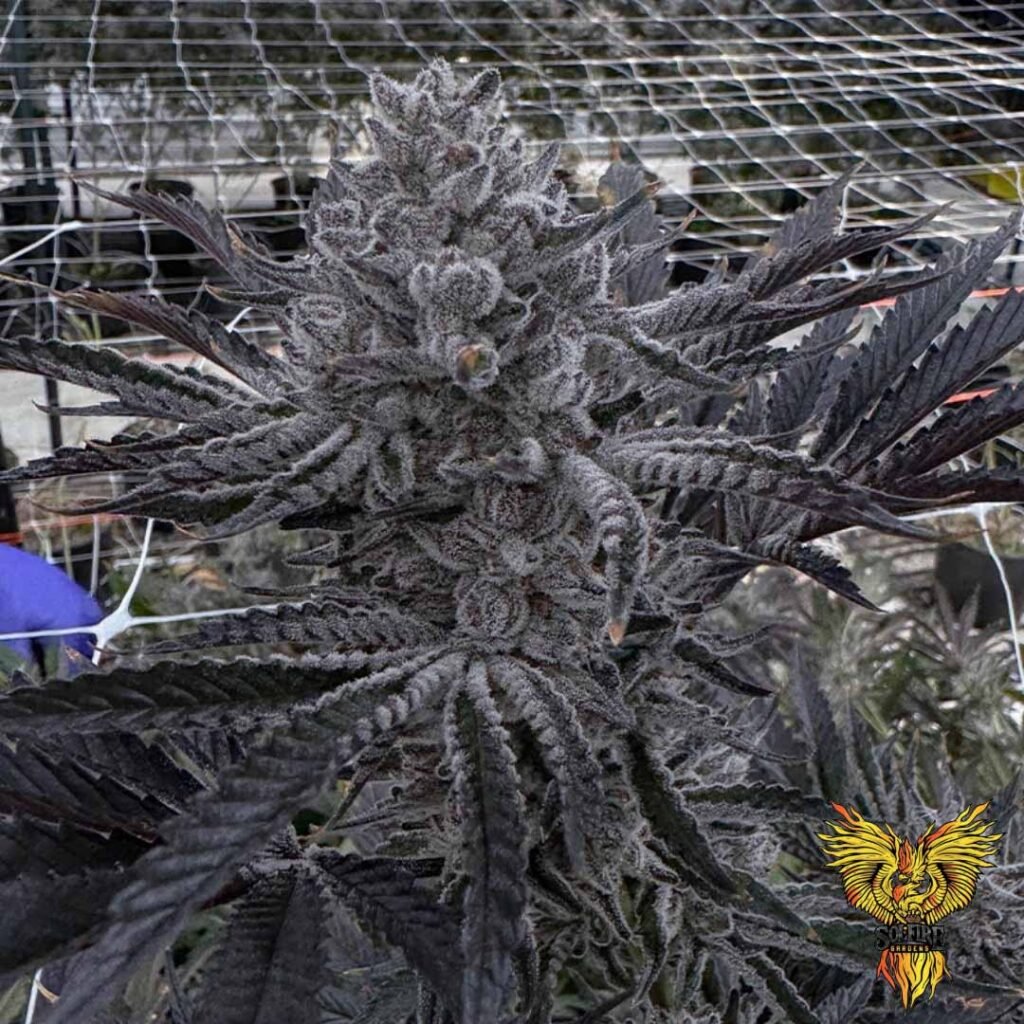 Butter Balm - Solfire Gardens Cannabis Samen kaufen