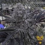 Butter Balm - Solfire Gardens Cannabis Samen kaufen