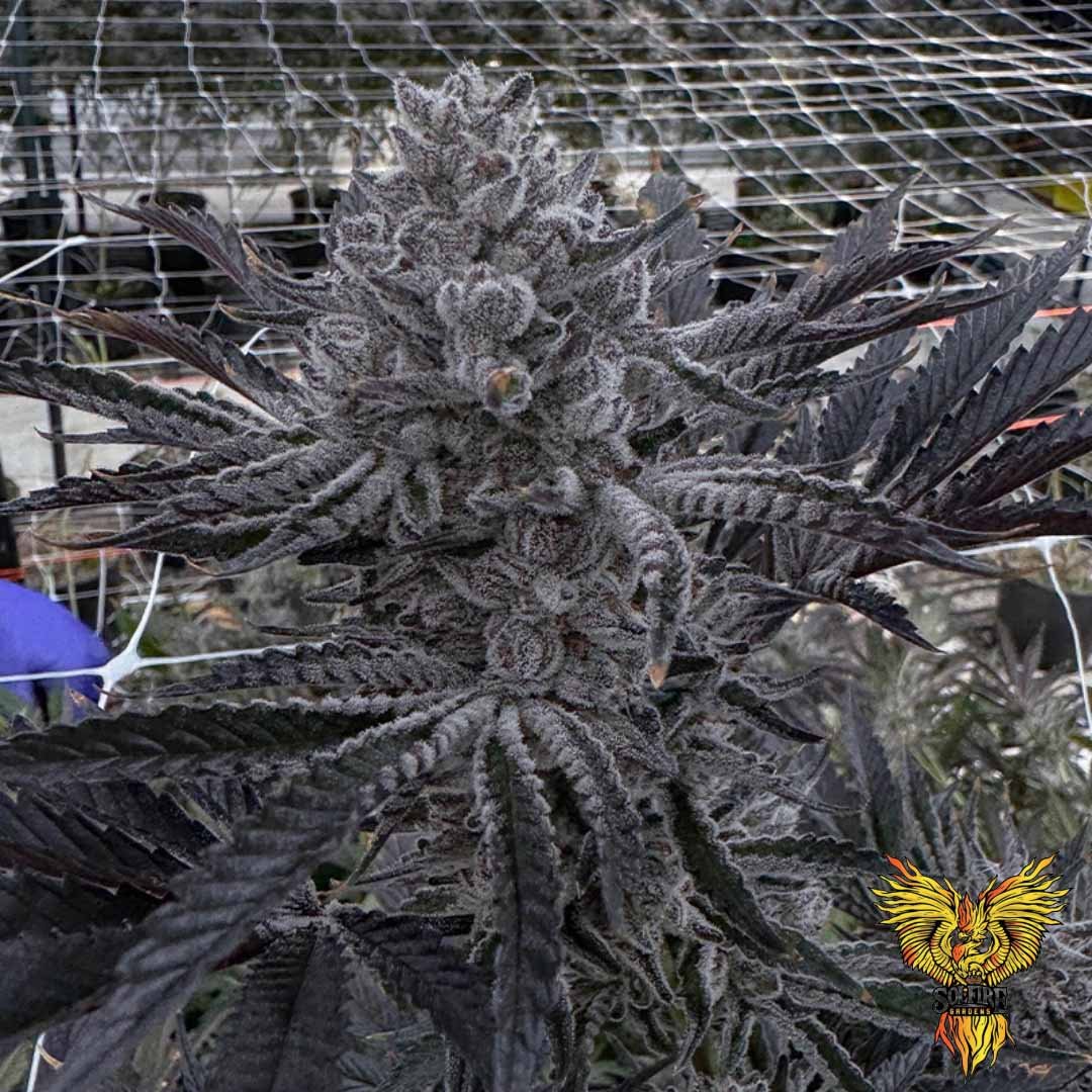 Butter Balm - Solfire Gardens Cannabis Samen kaufen