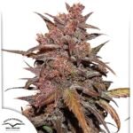 CBD Auto Blackberry Kush - Dutch Passion Cannabis Samen kaufen