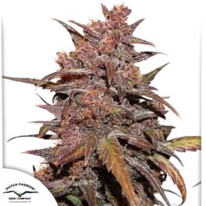 CBD Auto Blackberry Kush - Dutch Passion Cannabis Samen kaufen