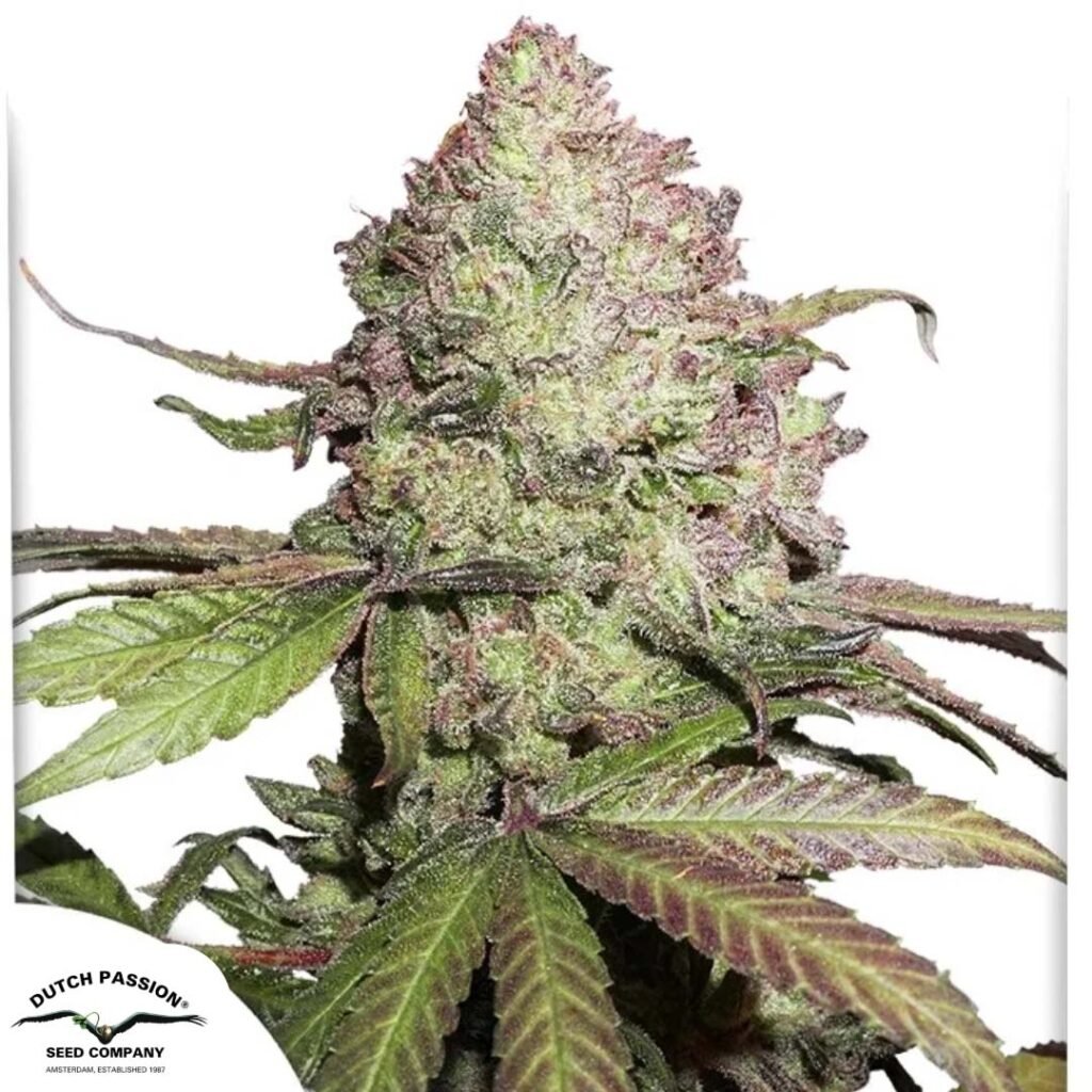 CBD Auto Charlotte's Angel - Dutch Passion Cannabis Samen kaufen