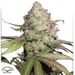 CBD Auto Charlotte's Angel - Dutch Passion Cannabis Samen kaufen