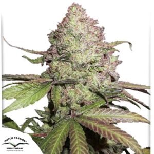 CBD Auto Charlotte's Angel - Dutch Passion Cannabis Samen kaufen