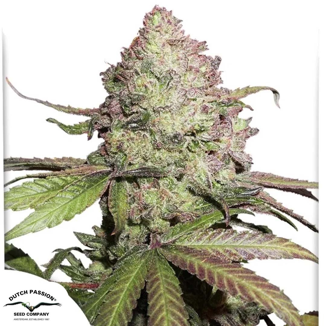 CBD Auto Charlotte's Angel - Dutch Passion Cannabis Samen kaufen
