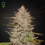 Chemical Candy Auto - Green House Seeds kaufen - Produktbild
