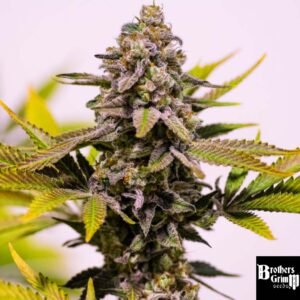 Cinderella 99 - Brothers Grimm Seeds kaufen - Produktbild