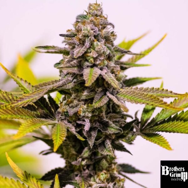 Cinderella 99 - Brothers Grimm Seeds kaufen - Produktbild