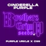 Cinderella Purple - Brothers Grimm Seeds kaufen - Produktbild