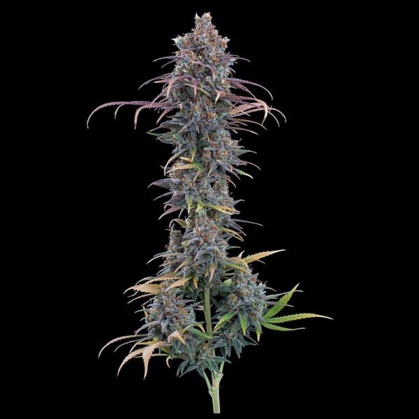 Cinderella Purple - Brothers Grimm Seeds kaufen - Produktbild 2