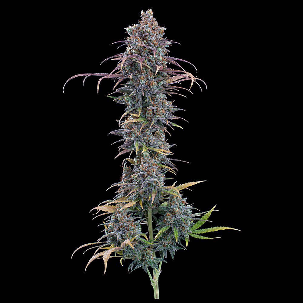 Cinderella Purple - Brothers Grimm Seeds kaufen - Produktbild 2