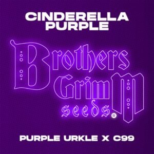 Cinderella Purple - Brothers Grimm Seeds kaufen - Produktbild