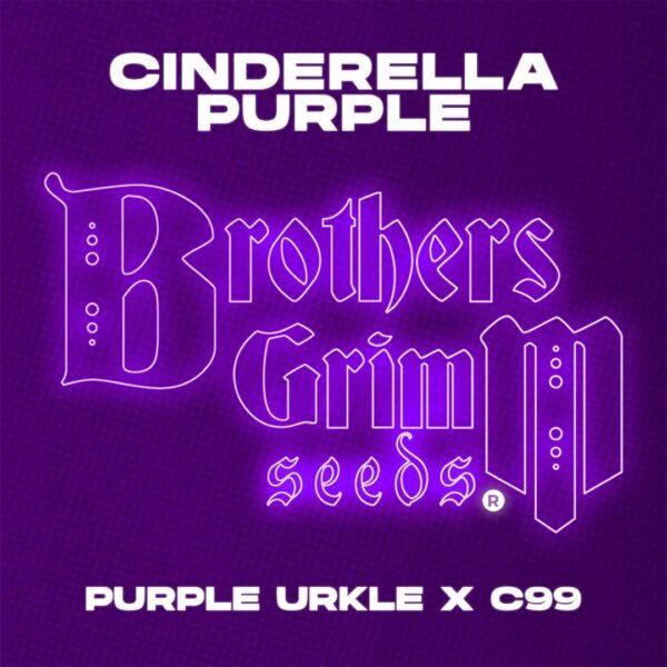 Cinderella Purple - Brothers Grimm Seeds kaufen - Produktbild