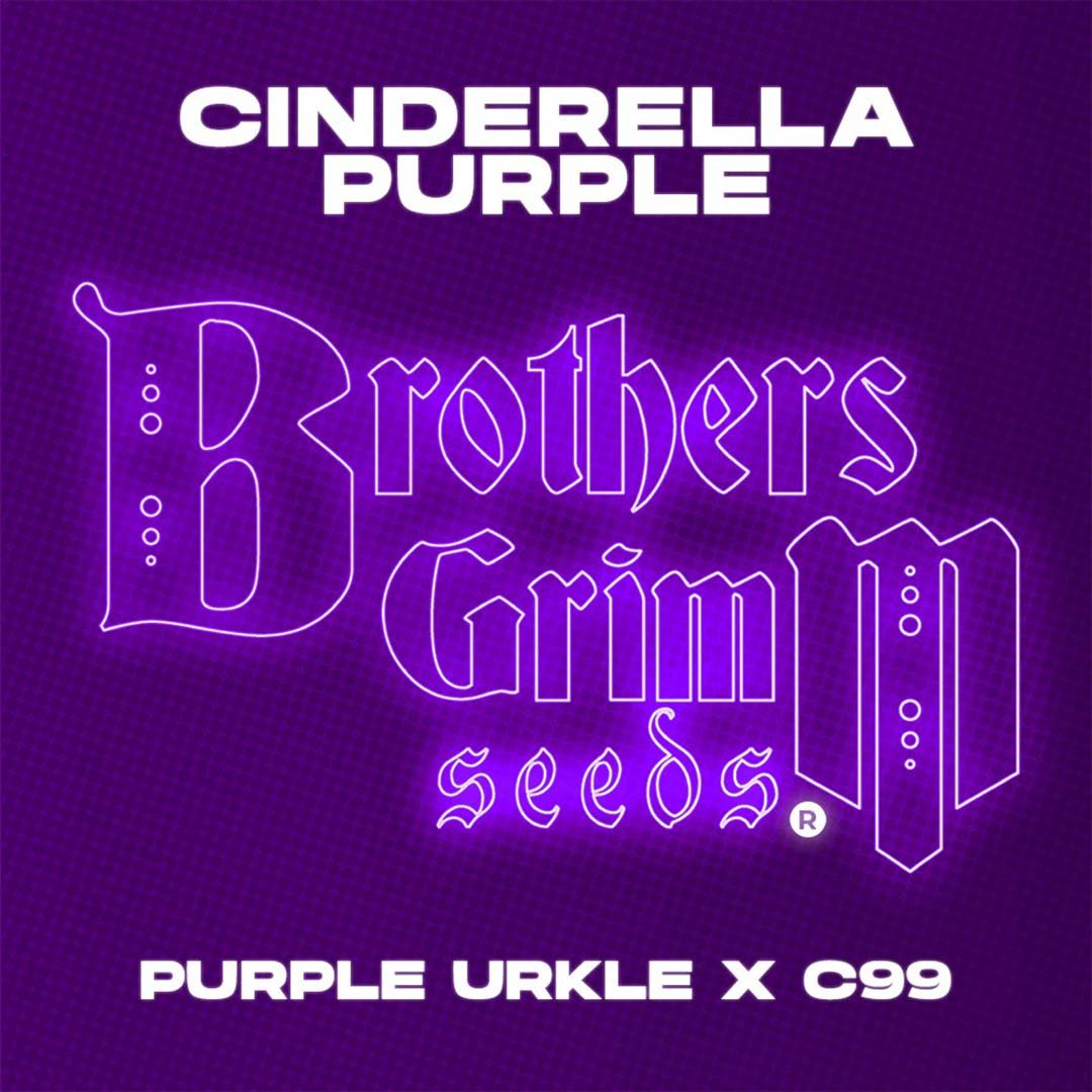 Cinderella Purple - Brothers Grimm Seeds kaufen - Produktbild