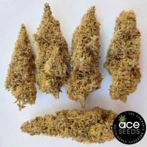 Colossus Ace Seeds Cannabis Samen kaufen - Produktbild