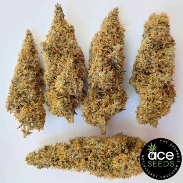 Colossus Ace Seeds Cannabis Samen kaufen - Produktbild
