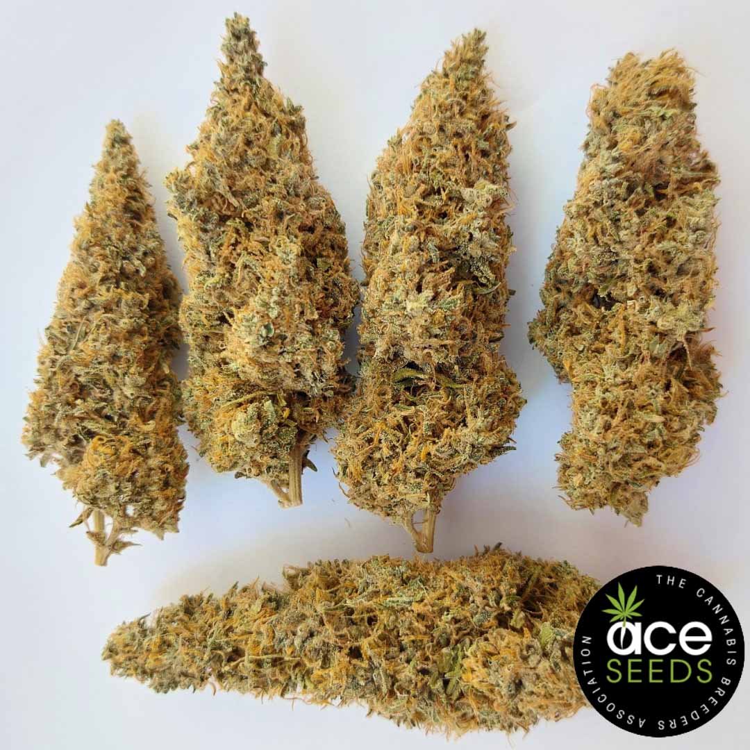 Colossus Ace Seeds Cannabis Samen kaufen - Produktbild