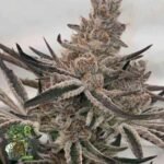 Deluxe Sugarcane - In House Genetics Cannabis Samen kaufen