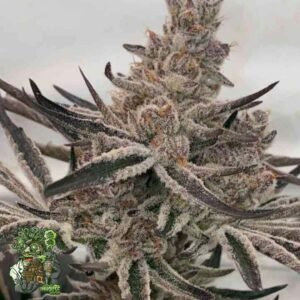 Deluxe Sugarcane - In House Genetics Cannabis Samen kaufen