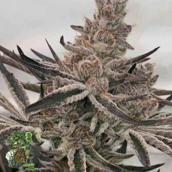 Deluxe Sugarcane - In House Genetics Cannabis Samen kaufen