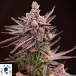 Depth Charge - Lovin In Her Eyes Cannabis Samen kaufen Produktbild