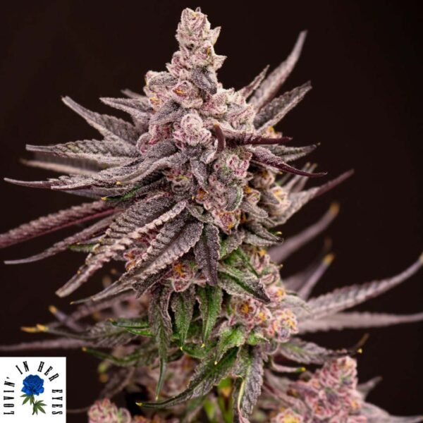 Depth Charge - Lovin In Her Eyes Cannabis Samen kaufen Produktbild
