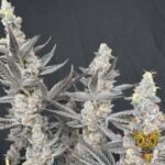 Diamond Daggers - Solfire Gardens Cannabis Samen kaufen