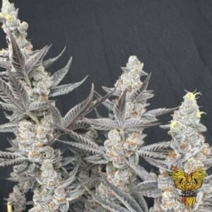 Diamond Daggers - Solfire Gardens Cannabis Samen kaufen