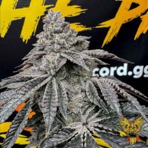 Dirty Water - Solfire Gardens Cannabis Samen kaufen