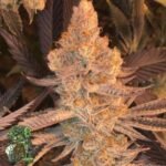 Dolato S1 - In House Genetics Cannabis Samen kaufen
