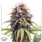 Euforia - Dutch Passion Cannabis Samen kaufen