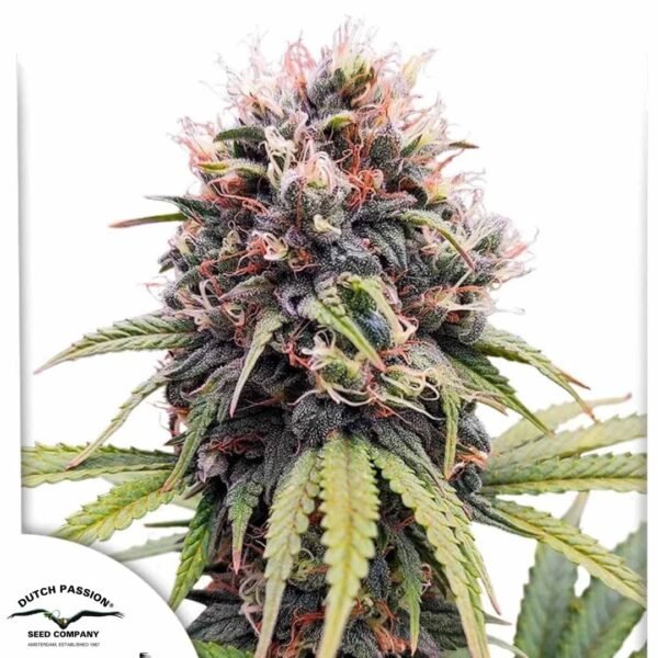 Euforia - Dutch Passion Cannabis Samen kaufen