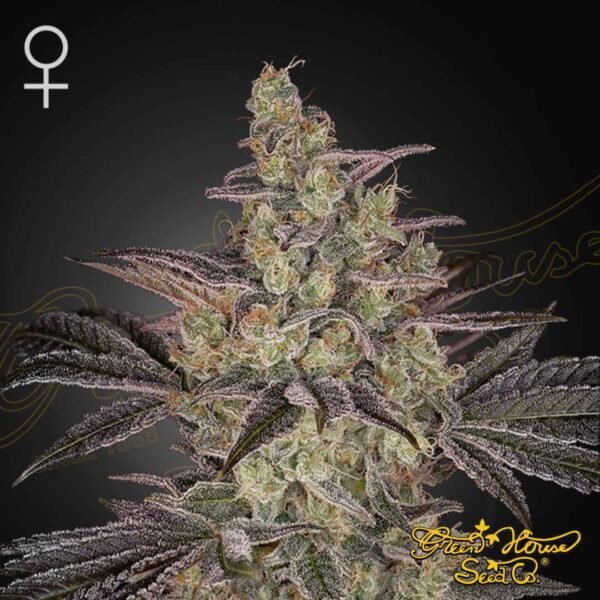 Frosted Guava Auto - Green House Seeds kaufen - Produktbild