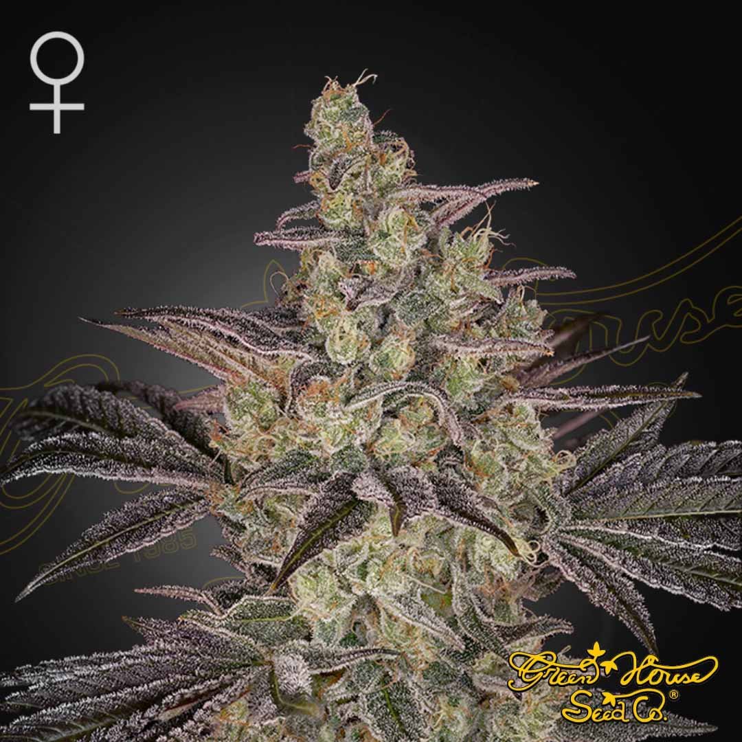 Frosted Guava Auto - Green House Seeds kaufen - Produktbild