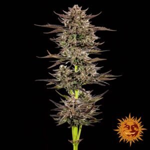 Frosted Zinn x 3 Bears OG Auto – Bild 2