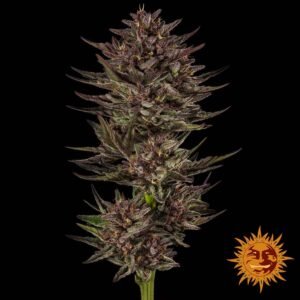 Frosted Zinn x Cookie Dog Auto - Barneys Farm Cannabis Samen kaufen Produktbild 2