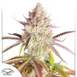 Fruit Bomb Punch - Dutch Passion Cannabis Samen kaufen Produktbild