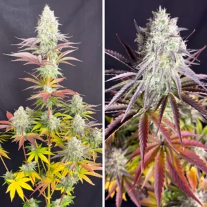 Fruit Bomb Punch - Dutch Passion Cannabis Samen kaufen Produktbild 2