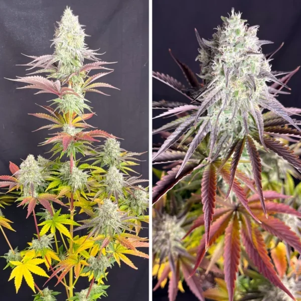 Fruit Bomb Punch - Dutch Passion Cannabis Samen kaufen Produktbild 2