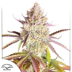 Fruit Bomb Punch - Dutch Passion Cannabis Samen kaufen Produktbild