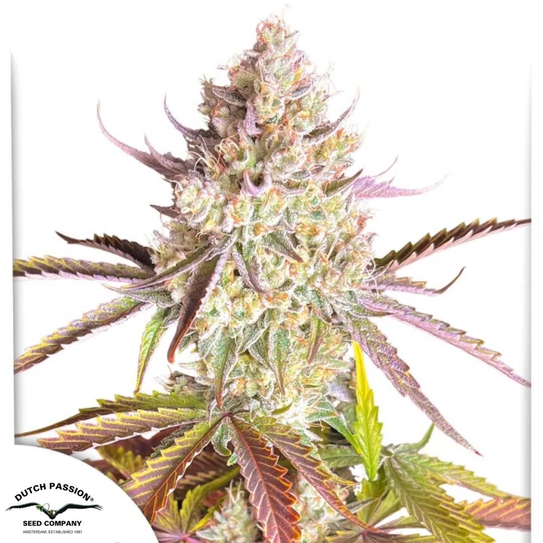 Fruit Bomb Punch - Dutch Passion Cannabis Samen kaufen Produktbild