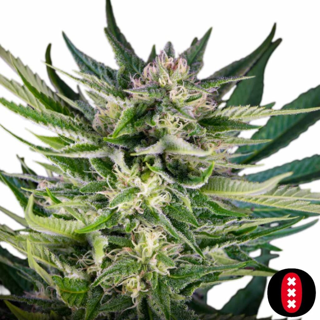 Fruity Durban - Serious Seeds Cannabis Samen Produktbild