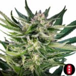 Fruity Durban - Serious Seeds Cannabis Samen Produktbild
