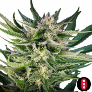 Fruity Durban - Serious Seeds Cannabis Samen Produktbild