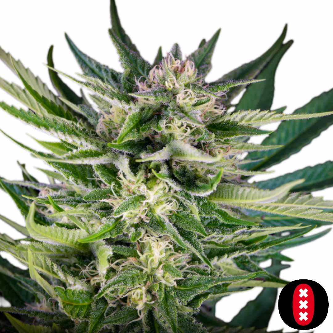 Fruity Durban - Serious Seeds Cannabis Samen Produktbild