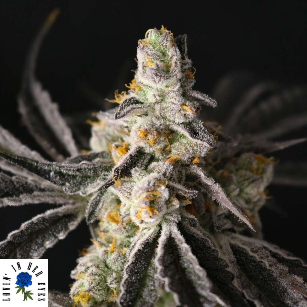 Funky Fuego - Lovin In Her Eyes Cannabis Samen kaufen Produktbild