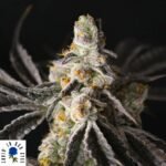 Funky Fuego - Lovin In Her Eyes Cannabis Samen kaufen Produktbild