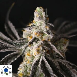 Funky Fuego - Lovin In Her Eyes Cannabis Samen kaufen Produktbild