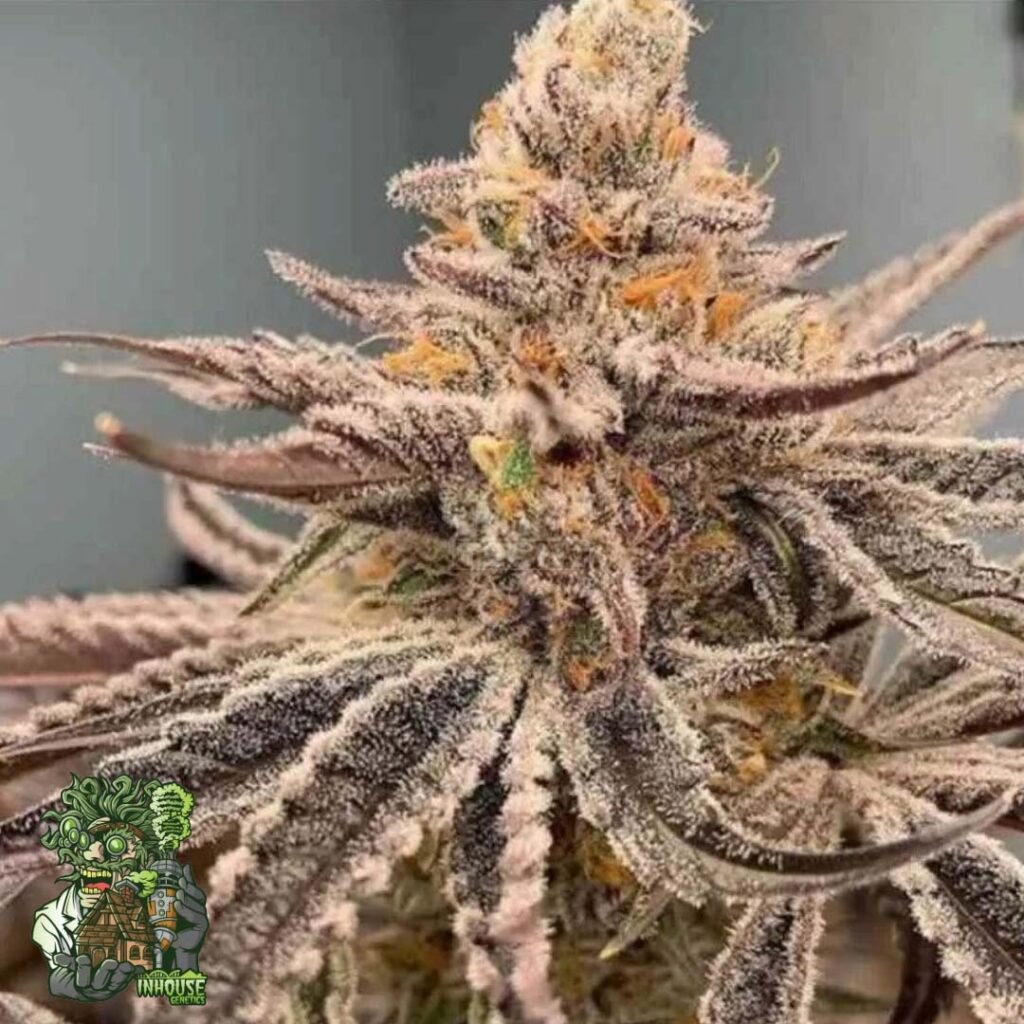 Garlic Storm - In House Genetics Cannabis Samen kaufen