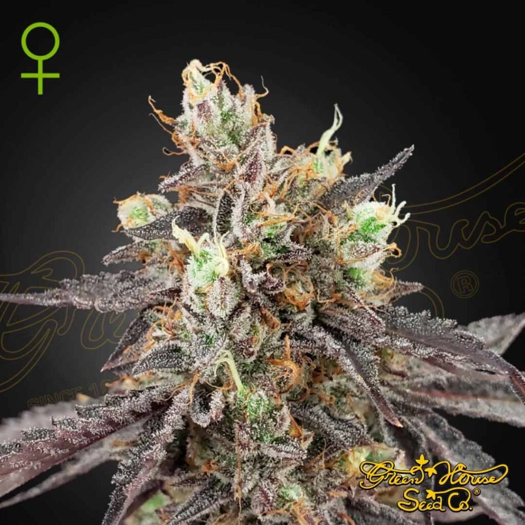 Gelato 41 x Gelato 41 Auto - Green House Seeds kaufen - Produktbild